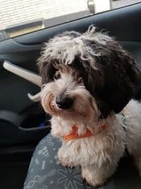 Hundeservice Fischer