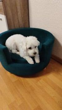 Hundesalon Teddy