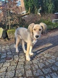 Hundesalon am Tierpark