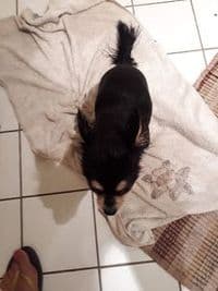 Nici’s Strubbelstube Hundesalon