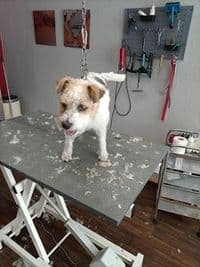 Hundesalon Schnitt und Fit, Marie Strobelt