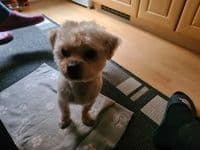 Hundefriseur Aleko Leipzig