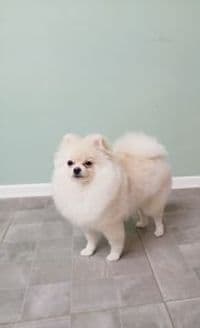 Hundefriseur Happy Fell