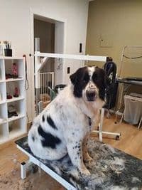 Hundefriseur Fellgeflüster
