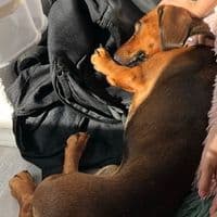 Vierpfoten Berlin 🐾🫶🏻