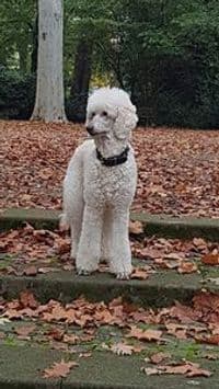 Hundesalon Anita