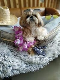 Hundesalon fellLiebe HUNDESTYLING