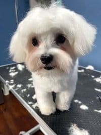 Hundesalon Blue Dog Fellpflege