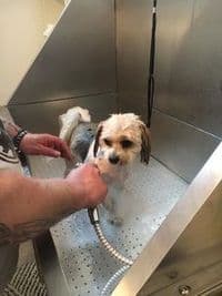 Hundefriseur Leonberg Namy
