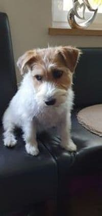 Hundesalon Pfotenwunder