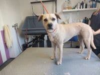 Mira Bella Hundesalon