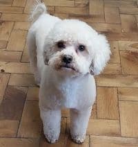Hundesalon Hundefriseur Nicis Hundepflege Nicole Schütz