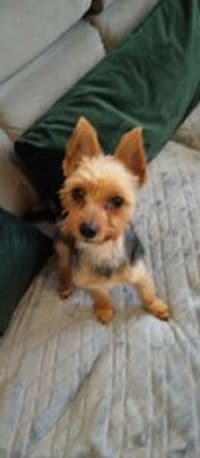 Katrin Mann Hundesalon