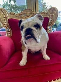 Happy Pet - Hundesalon in Wiesbaden