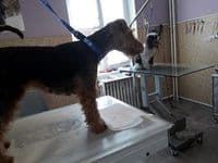 Heimtiershop Enno, Hundesalon Grantz