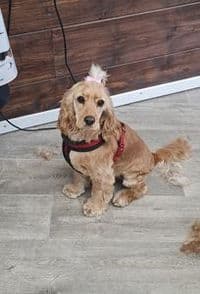 Hundesalon Weserpfoten