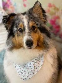 Birgit’s Fellwerkstatt Hundefriseur