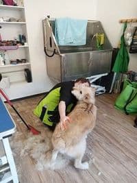 Pfotenzauber Hundefriseur - Hundesalon