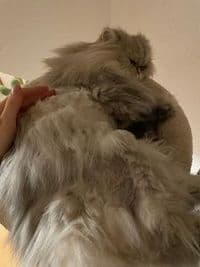 Dog-Station Hundesalon