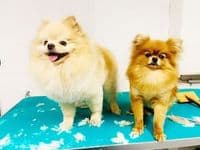 Hundesalon & Boutique The Puppy Coiffeur