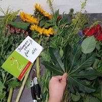 Rosenrot | Flora Trans