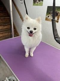 Hundesalon von Lütken