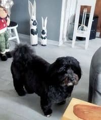 Sabrina’s Hundesalon