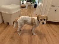 Hundesalon-Laim-Nymphenburg