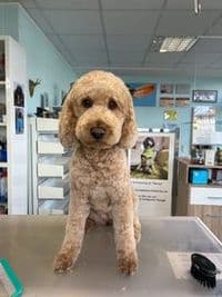 HundeSalon FellKinder