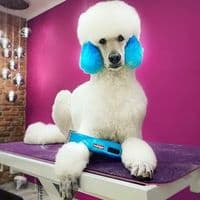 Hundesalon Bornheim by Francisco