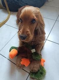 Canis-Minor Ihr Hundesalon