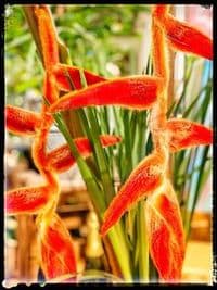 Blumenhaus und Wein Steffens