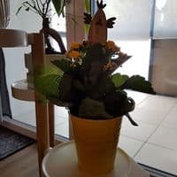 Stooky - Blumen & Pflanzen