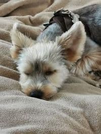 Hundesalon Wölfchen