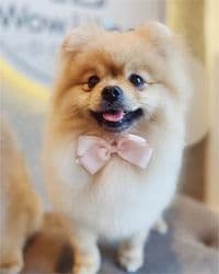 Hundesalon WOW&WOOF Bremen