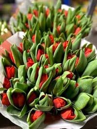 Holland Blumen by Steve