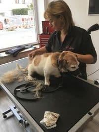 Belleza Hundesalon