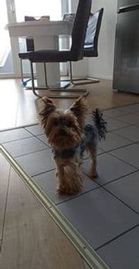 WauGefühl - Hundefriseur München