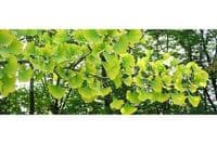 Kommunales Bestattungshaus der Stadt Chemnitz