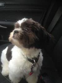 Hundesalon Rent-a-Groomer