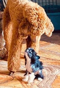 Pawfection der Hundesalon