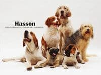Hasson Mobile Hundebetreuung