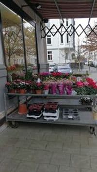 Francesco Mangano Blumen und Zubehör