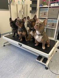 Hundesalon Fellnessoase