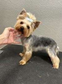 Happy Dog Salon - Hundefriseur