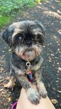 Hundesalon & Physiotherapie Goldene Fellnasen