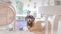 Dog Beauty Lounge