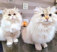 Tiersalon Fellöhrchen