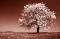 Kirschbaum Bestattungen