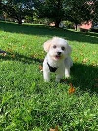 Hundefrisierstube Sigrid Kainth